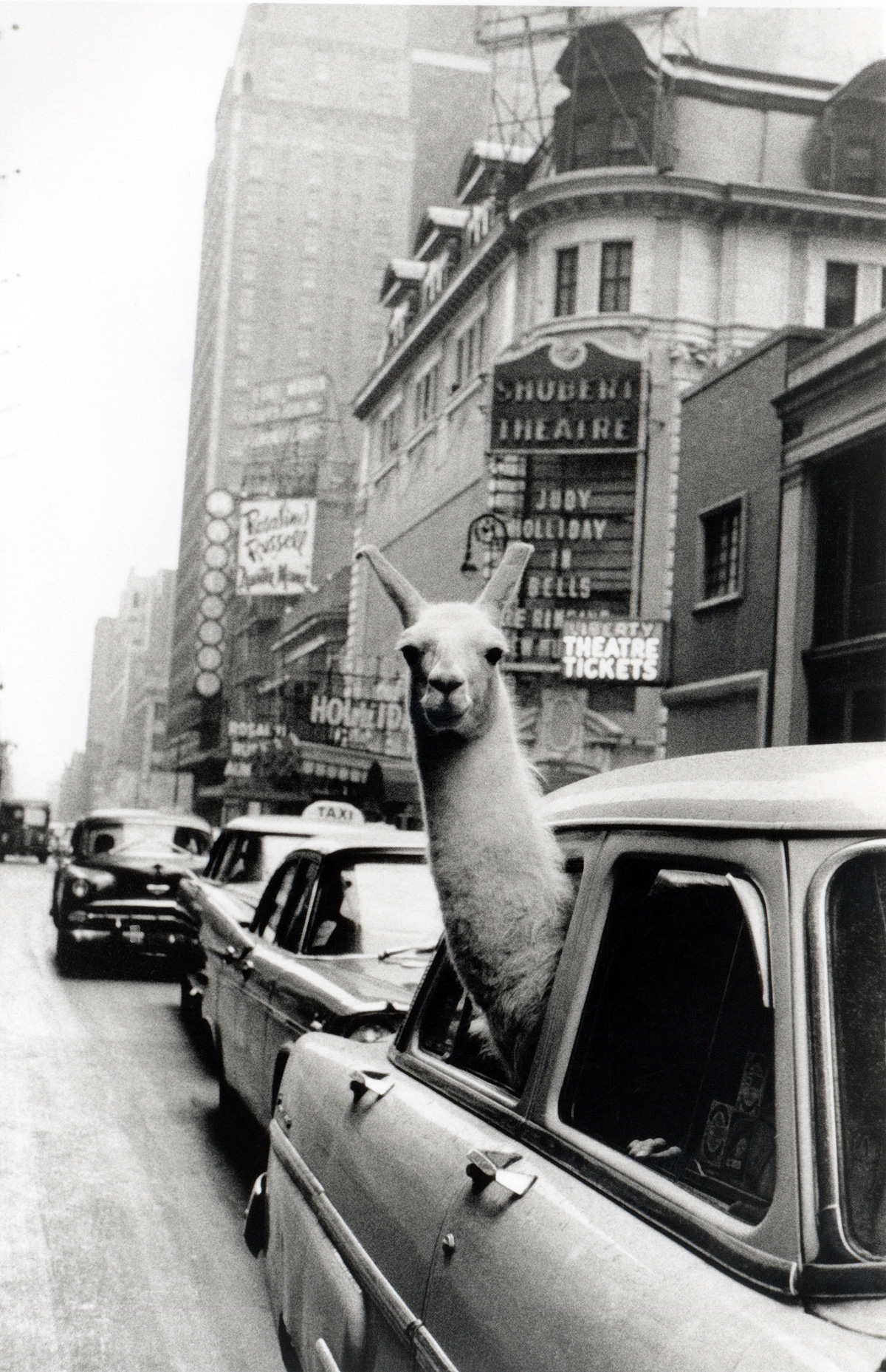 Inge Morath lama