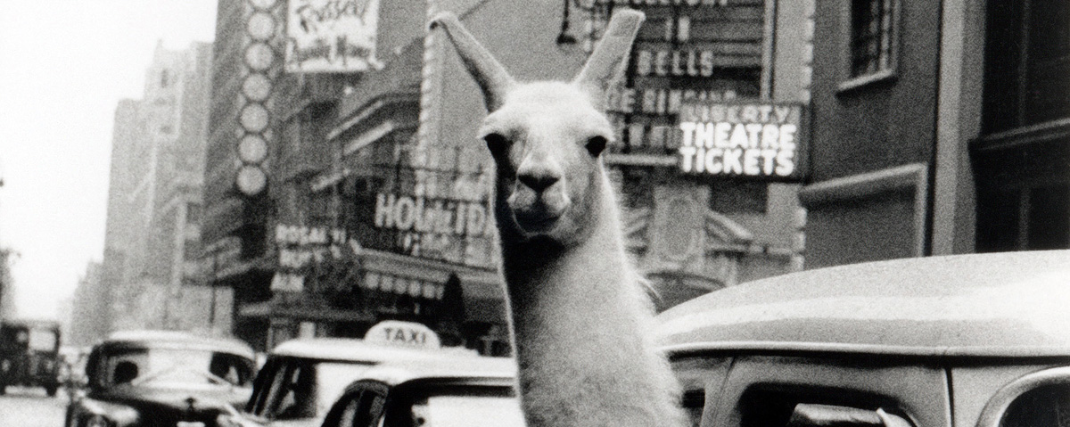 Inge Morath lama teaser